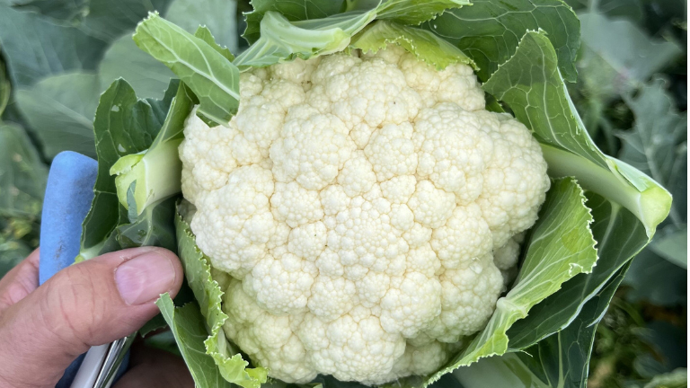 Cleostar Second generation clubroot resistance securing harvest on infected fields 