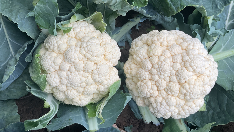 Cleowin Second generation clubroot resistance, excellent yield in difficult circumstances