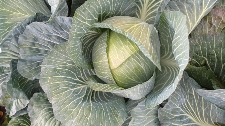 Storage White Cabbage with second generation clubroot providing extra security in production. Suitable for long term storage, offering good thrips tolerance.