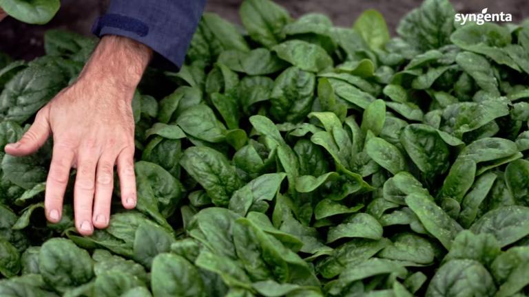 Peronospora and Stemphylium Resistant Spinach Varieties