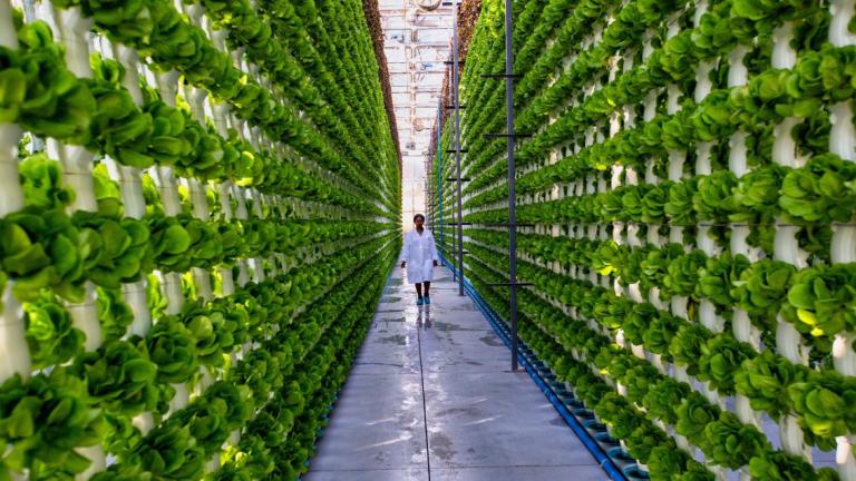 Narrow walkway between tall vertical garden walls in a greenhouse