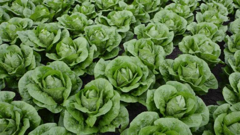 Rows of green lettuce heads growing in a field