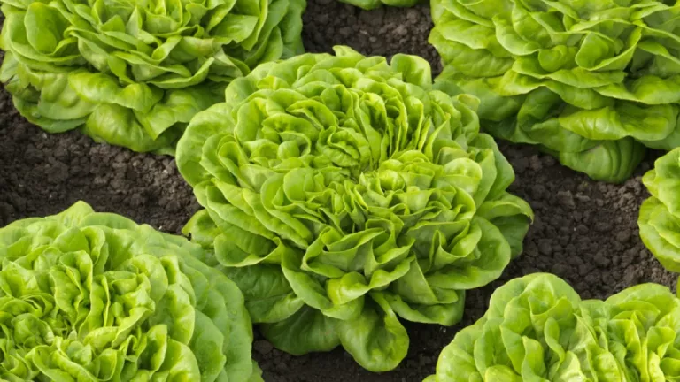 Green lettuce heads growing in soil, viewed from above