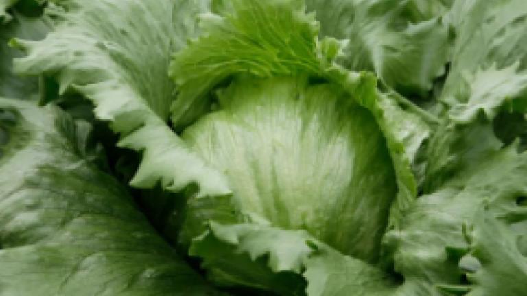 Close-up photo of a green head of lettuce with ruffled leaves