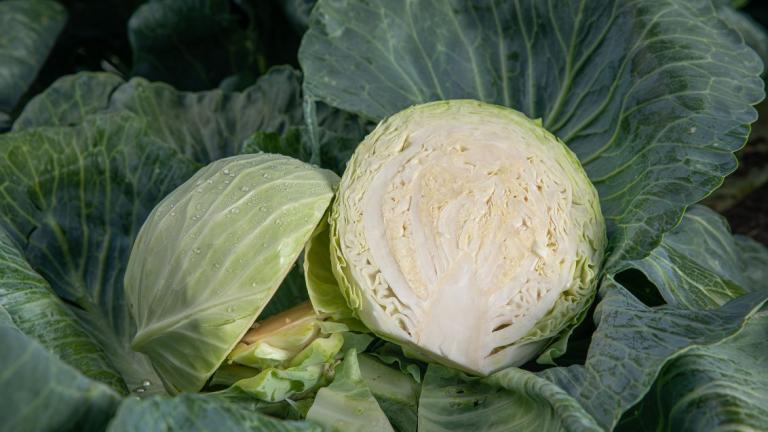 Cabbage image