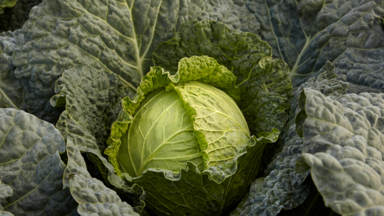 Cabbage detail image