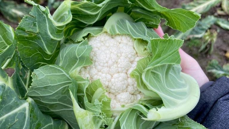 Hand holding a cauliflower in a garden, surrounded by green leaves