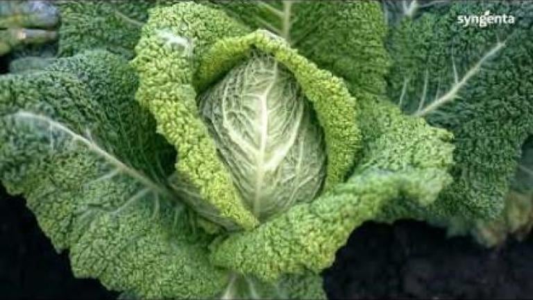 Close-up photo of a green cabbage head with textured leaves in a garden