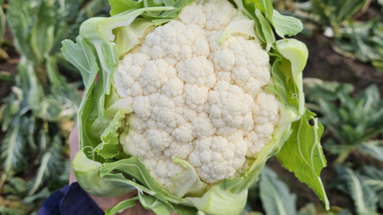 Hand holding a fresh cauliflower with green leaves in a garden