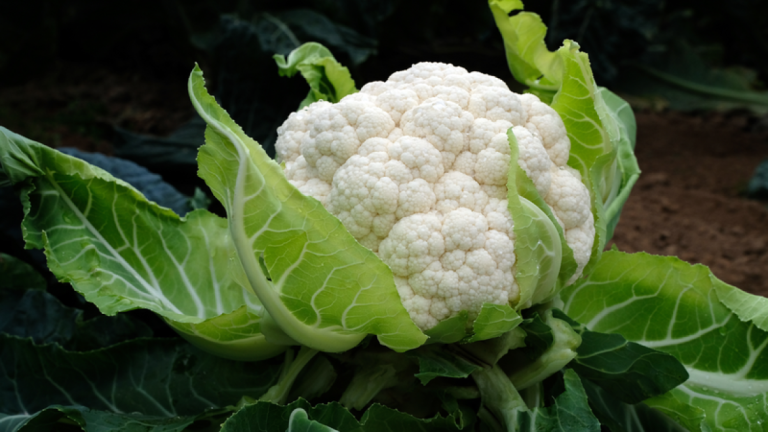 Cauliflower head growing in a garden, surrounded by green leaves