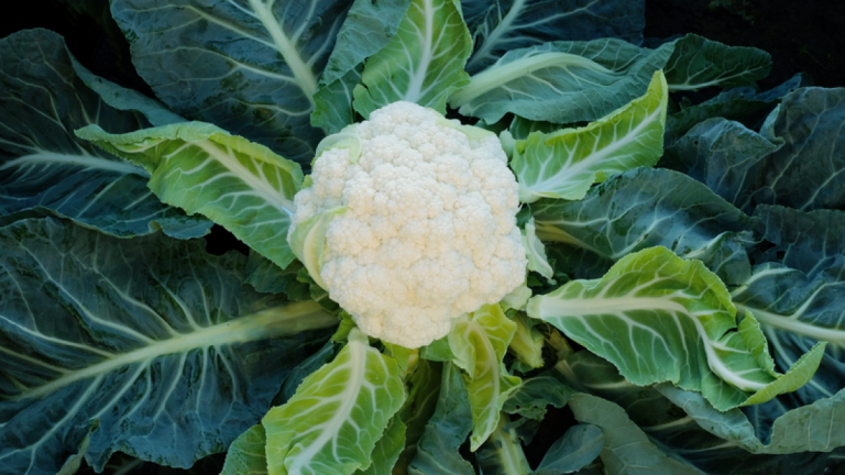 Close-up of a cauliflower head surrounded by green leaves in a garden