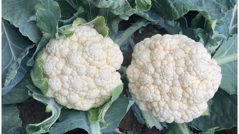 Second Generation Clubroot
