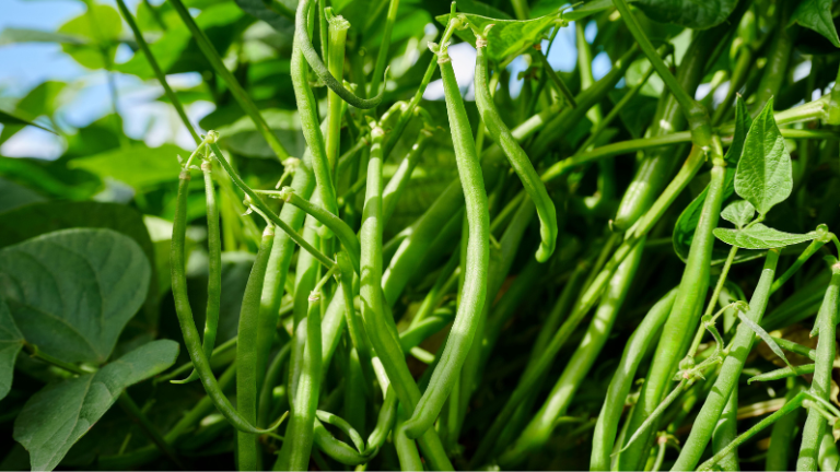 Kelton Stable performance across multiple locations with a high percentage of very fine grading suitable for processing markets