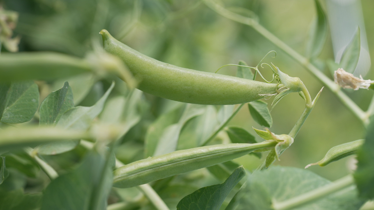 Sugar Spark High yielding mid season snap pea with with smaller leaves to improve vining