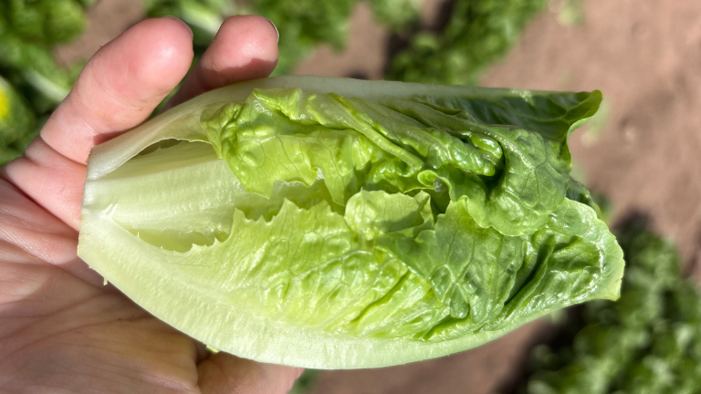 A slower, perfectly gem-sized variety providing a wide harvest window in high-Summer, short core and excellent field holding