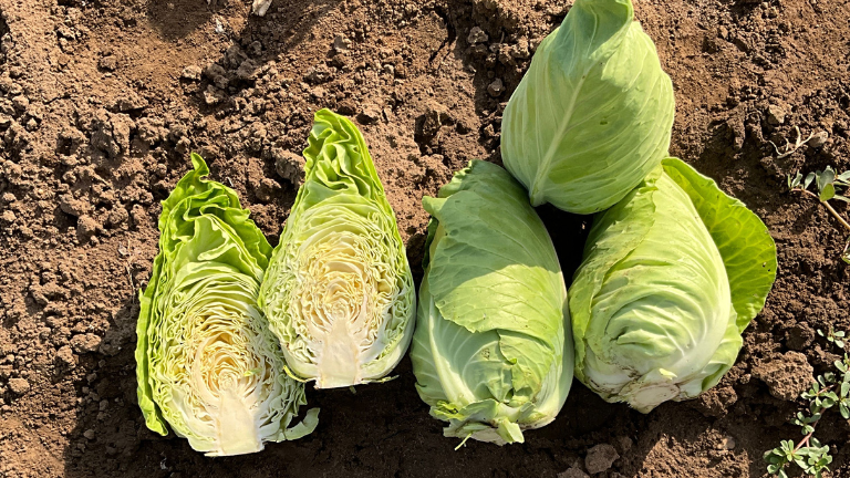 New pointed cabbage entries for faster growth and reliable field performance