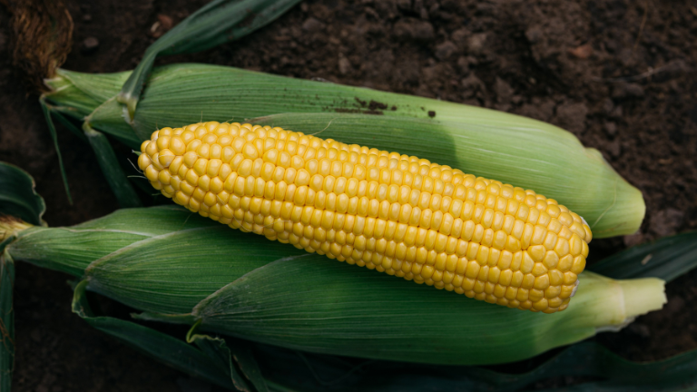 Adaptable sweetcorn hybrids with strong yield and ear quality 