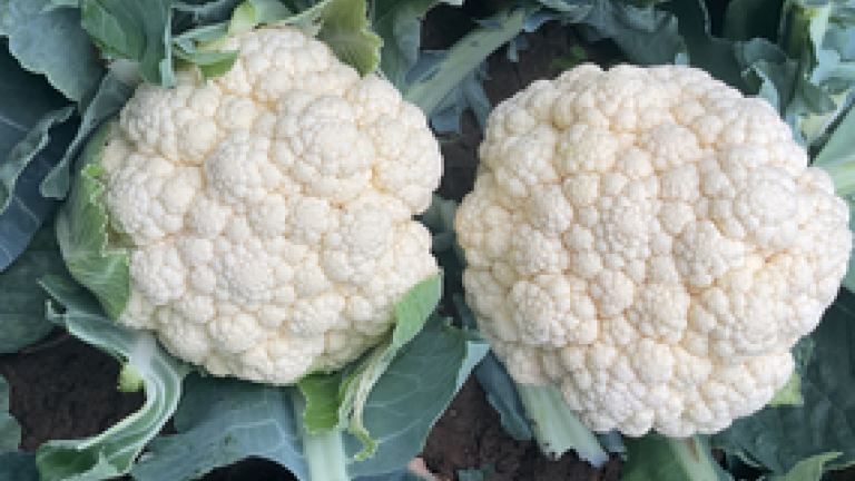 Second Generation Clubroot