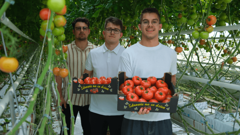 Three young men holding trays of tomatoes in a greenhouse, smiling