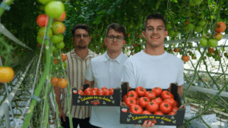 Three men holding crates of tomatoes in a greenhouse with hanging vines