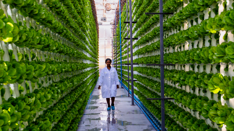 Man walking down a long aisle between tall green plant walls in a greenhouse