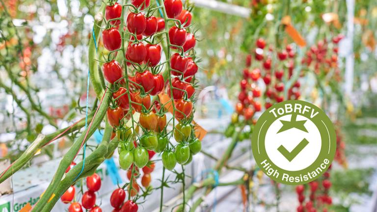 A Syngenta a ToBRFV-re erősen ellenálló (High resistance-HR) fajtákkal bővíti paradicsomkínálatát