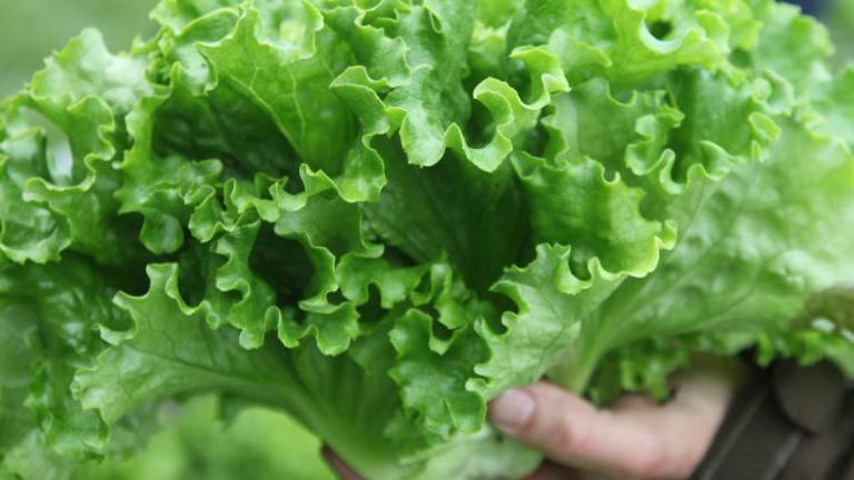 Hand holding a fresh green leaf lettuce close-up