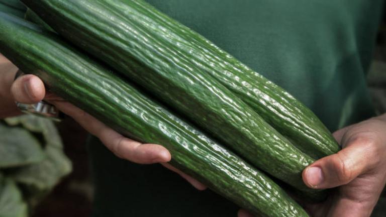 Hands holding three long green cucumbers against a dark green shirt