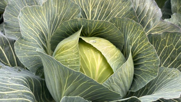 Close-up of a green cabbage head with layered leaves in a garden