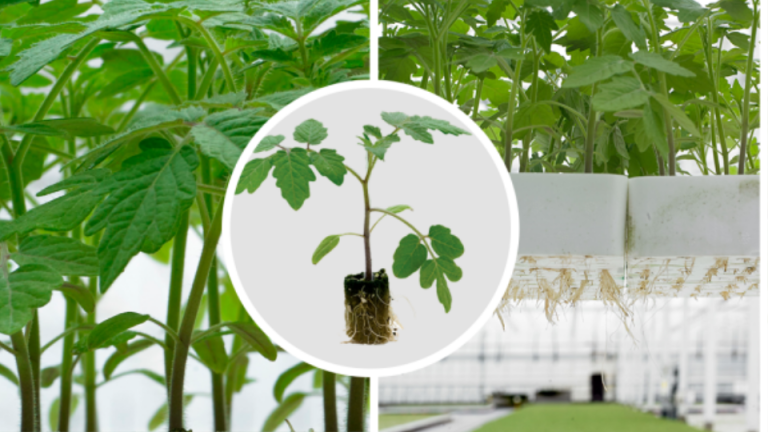 Three garden photos showing leafy plants, a plant in a circle, and potted seedlings