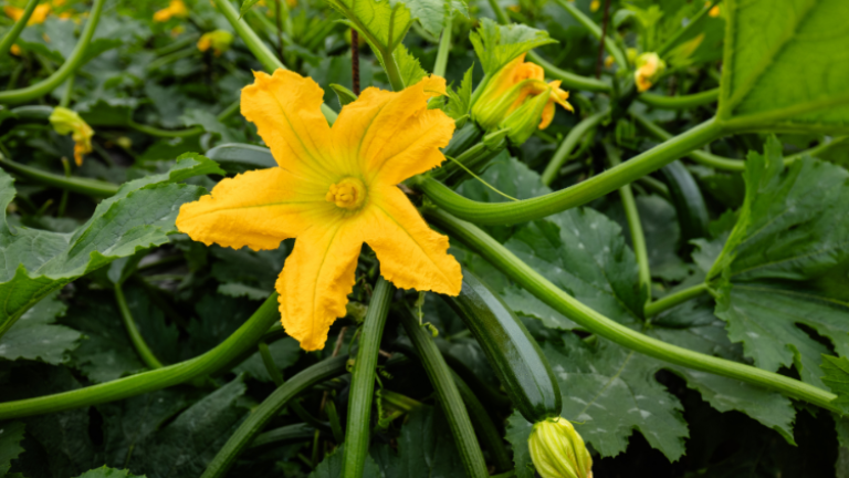 zucchini_750x480.png