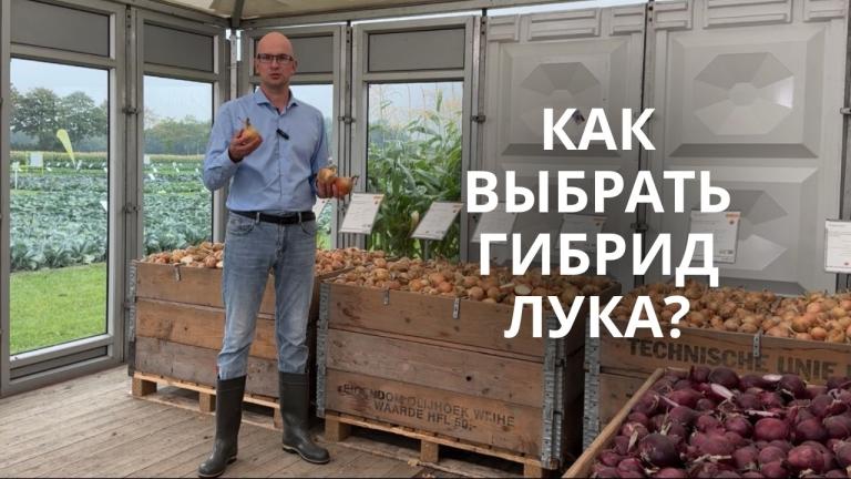 🧅Как выбрать гибрид лука длинного дня? 🧐