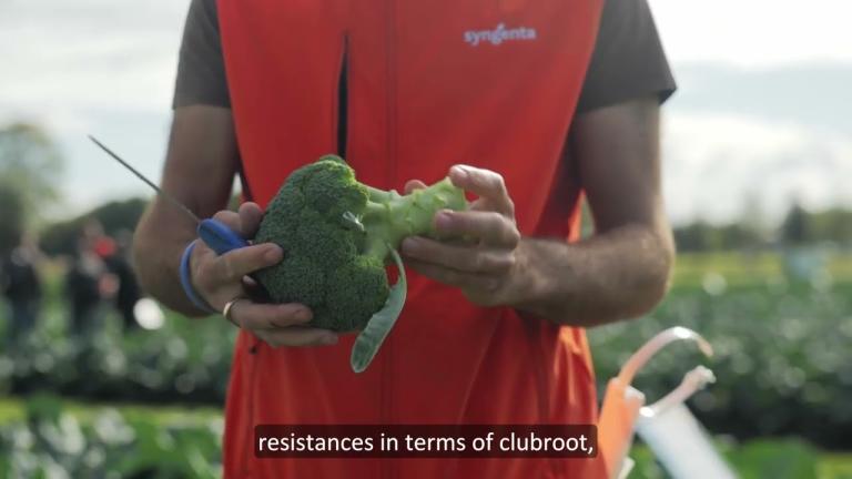 Broccoli Innovations for Evolving Grower Needs