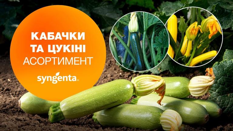 Кабачки: огляд гібридів, їх характеристики і новинка в асортименті