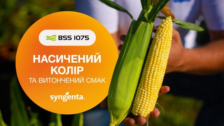 🌽 BSS 1075 — суперсолодкий гібрид цукрової кукурудзи біколор