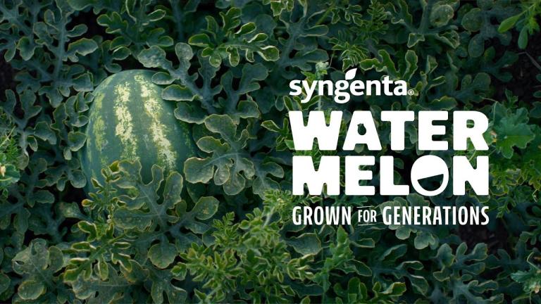 Valor Seedless Watermelon Delivers Quality Growers Trust