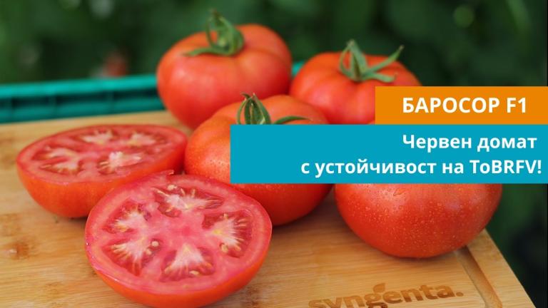 🍅 Баросор – Червен домат с устойчивост на ToBRFV