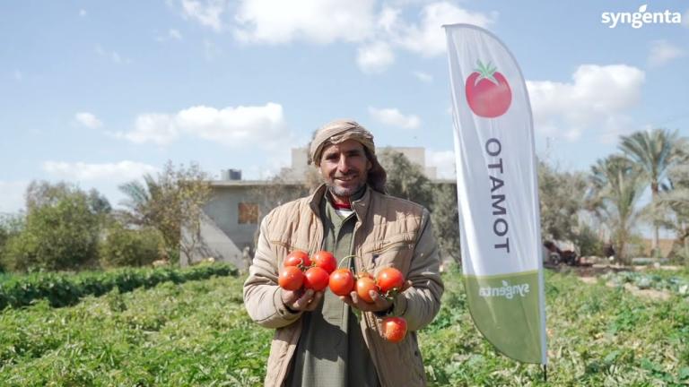 Syngenta Egypt - Zinon Tomatoes