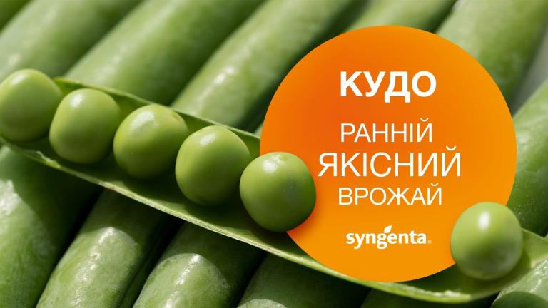 Горох овочевий Кудо: стабільний результат у холодних і вологих ґрунтах