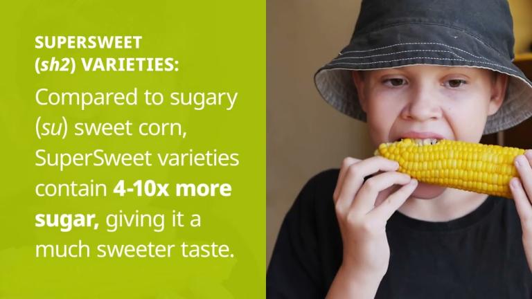 What Makes Sweet Corn Sweet?