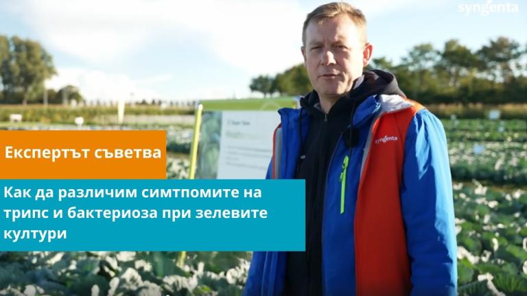 Как да определим симптомите на трипс и бактериоза при зелевите култури