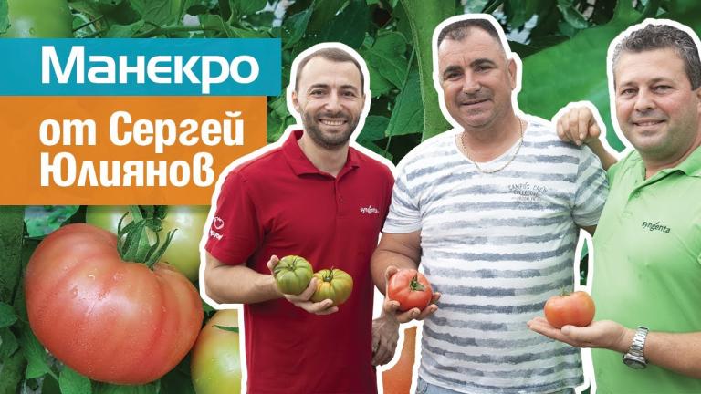 Манекро: розовият домат при Сергей Юлиянов