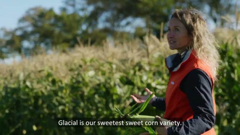 Grow beyond the ordinary: Sweet Corn portfolio, differentiate yourself with innovative varieties
