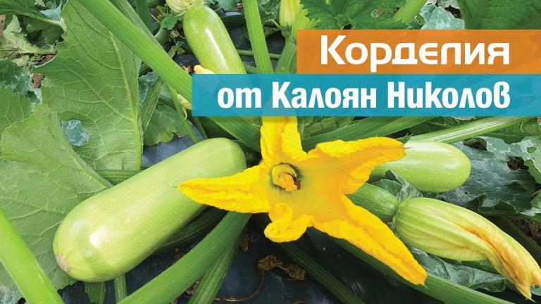 Корделия: Тиквичката за успешна търговия на Калоян Николов