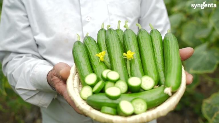 Syngenta Egypt - Habeeb Cucumber 2025