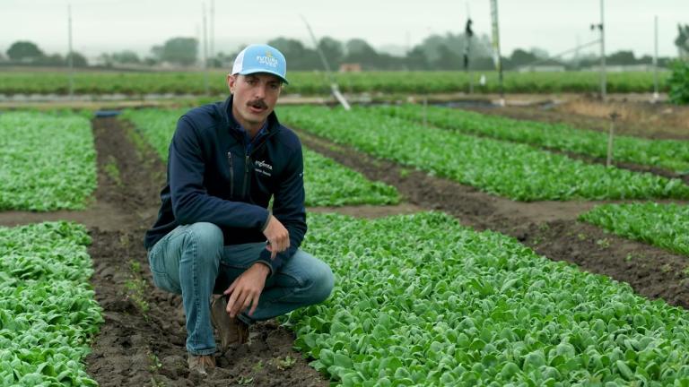 Delivering Spinach for a Growing Market – with Disease-Resistance, Tenderness and Color