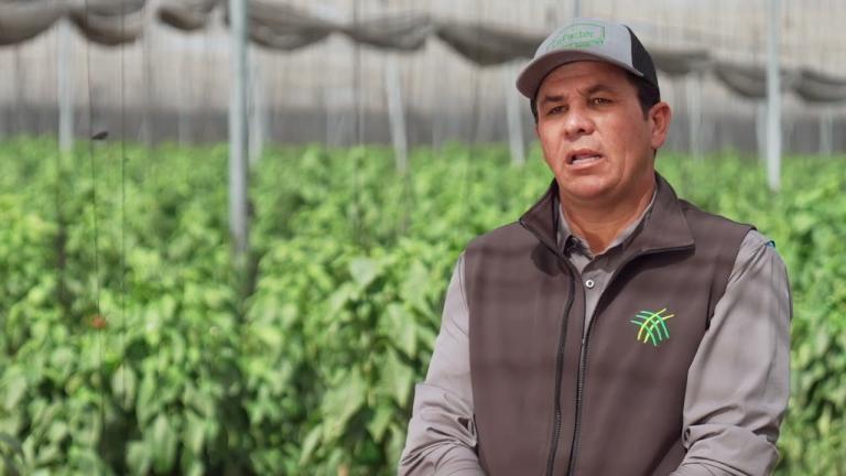 SYNGENTA PIMIENTOS HECHOS A TU MEDIDA-ERICK LÓPEZ- HORTIFRESH, CULIACÁN SINALOA
