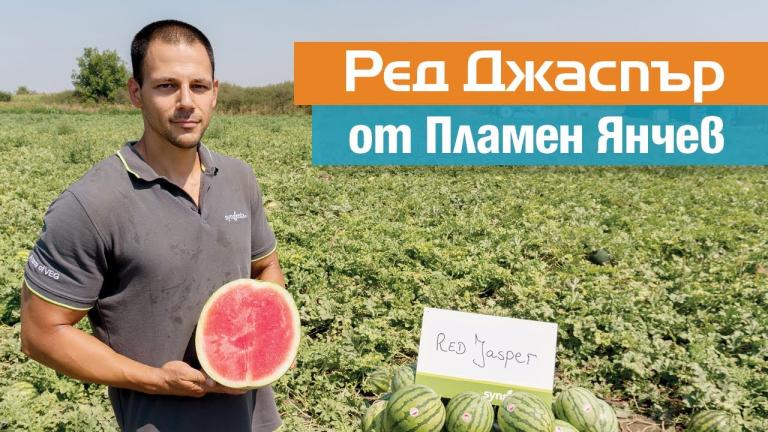 Ред Джаспър: безсеменната диня при Пламен Янчев