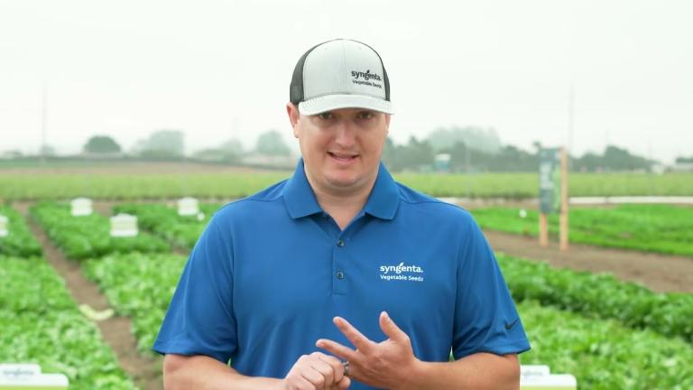 Growers Need More From Every Iceberg Variety