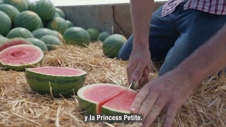 I LOVE WATERMELON SYNGENTA- Rancho Sierra Escondida- Ojinaga, Chihuahua